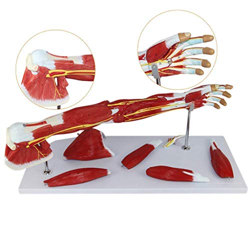 Anatomiemodelle für die menschliche Anatomie – Obergliedmaßen, Muskel, anatomisches Modell, Gefäßnervarm, PVC-Material, Anatomie-Modell, für medizinische Bildungshilfe von MOLVUS
