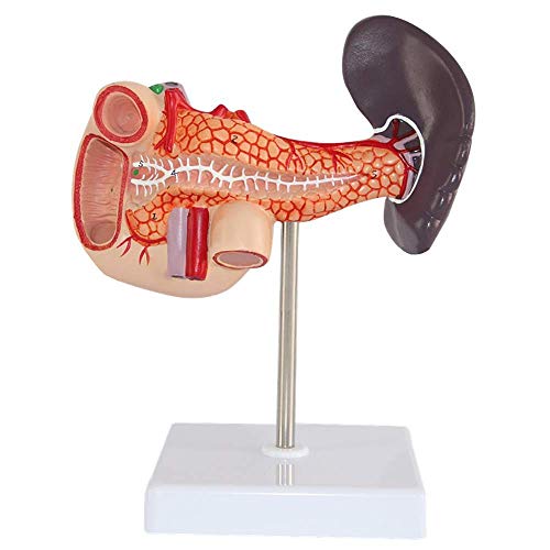 Anatomisches Modell für Rumpf- und Skelett-Modelle, Bauchspeicheldrüse und Milz, anatomisches Modell des menschlichen Organs, menschliche Bauchspeicheldrüse, Milz und Zwölffingerdarm-Anatomie-Modell, von MOLVUS