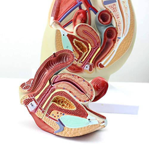 Lehrmodell, Beckenhöhlenmodell, männliches Urogenitalsystem, Modell Beckenanatomie, abnehmbare 4-teilige menschliche Beckenhöhle, anatomisches Modell für medizinische Trainingshilfe, von MOLVUS