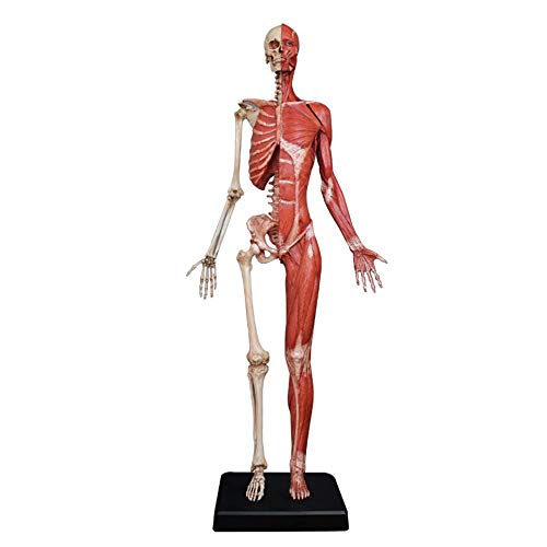 Lehrmodell, Montage Bildungsmodell, weibliche Anatomie-Figur, menschlicher anatomischer Muskelknochen, Ecorche und Hautmodell, menschliches Muskelskelett, anatomisches Modell, Referenz für Künstler von MOLVUS