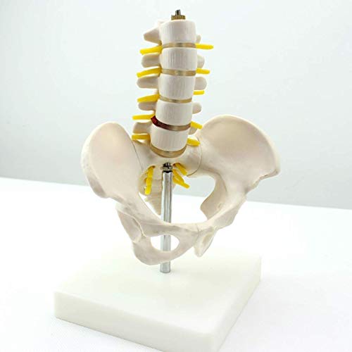 Lehrmodell, anatomisches Beckenmodell, kleine Anatomie, Beckenmodell mit fünf Segmenten, Lendenwirbelsäule, PVC-Material, Lendenwirbelsäule, Skelettmodell, medizinische Trainingshilfe, Anatomie, von MOLVUS