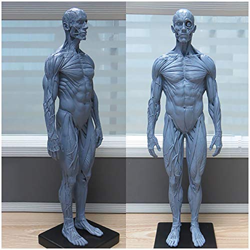 Lehrmodell, menschliches Skelett, anatomisches Malmodell, 30 cm, menschliches anatomisches Muskelknochenmodell, PU-Material männliche Anatomie, Figur, Modell für medizinische Künstler, Zeichnen, von MOLVUS