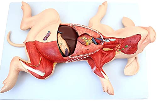 MOLVUS Anatomiemodell für Schwein, Lebensgröße, Schwein, anatomisches Modell, teilbar in 10 Teile, Tierunterricht, anatomisches Modell, PVC, Tieranatomisches Modell, für medizinische Bildungstraining von MOLVUS