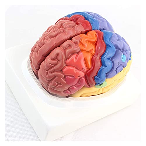 MOLVUS Anatomisches menschliches Gehirnmodell Gehirnfunktionszonenmodell Anatomiemodell Kortikale Schicht Partition Modell Lehrwerkzeug von MOLVUS