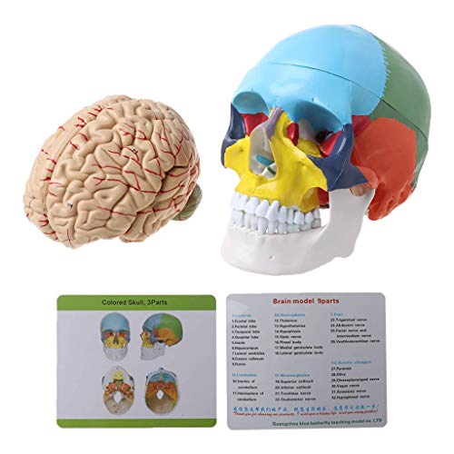 MOLVUS Farbenfrohes Kopfmodell für Erwachsene im Maßstab 1:1, mit Gehirnstiel, Anatomie, Lehrwerkzeug von MOLVUS