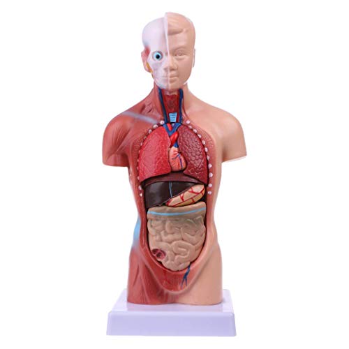 MOLVUS Körpermodell des menschlichen Torsos, Anatomie, anatomische innere Organe für den Unterricht von MOLVUS