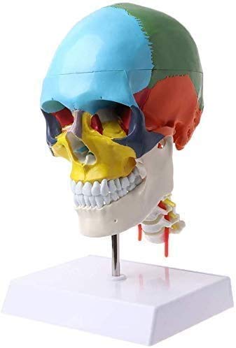 MOLVUS Lehrmaterialien, menschliches Anatomie-Skelett, anatomisches Modell mit Halswirbelknochen, farbiges Skulpturenzubehör von MOLVUS