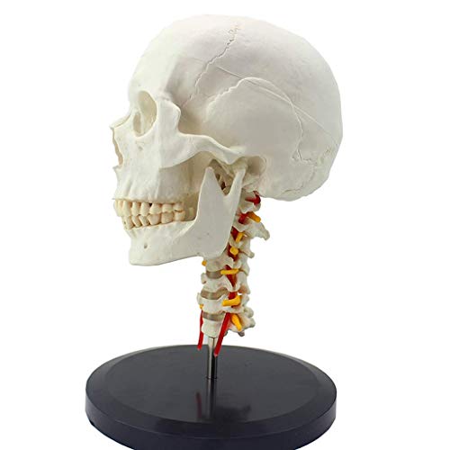 MOLVUS Lehrmodell, 10 menschliche Schädelmodelle, Schädel, Anatomie, Halsschlagader, orthopädisches Probenmodell, Skelett, medizinisches Lehrwerkzeug, Spielzeug, Anatomie, Biologie, exquisit von MOLVUS