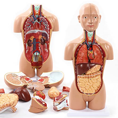 MOLVUS Lehrmodell, menschlicher männlicher weiblicher Torso, anatomisches Modell, 45 cm, Demontage, 16-teilig, 4D-menschliche Organe, Anatomie, viszerales anatomisches Modell, medizinische Lehrhilfe von MOLVUS