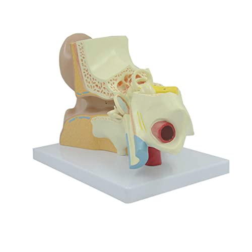Menschliches Ohrmodell, Anatomie, 3D-Modell des Ohrs, Anzeige der äußeren Anatomie, Anzeige des äußeren Mittel-Innenohrs mit Basis, PVC, anatomisches Ohrmodell für Studium, Unterricht, von MOLVUS