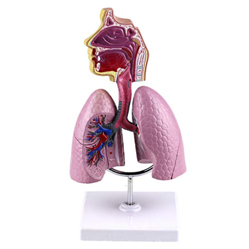Modell des menschlichen Atmungssystems - menschliche innere Organe Nasopharyngeale Anatomie Atmung Lungenstruktur Modell Abnehmbares menschliches Organ Anatomisches Anatomiemodell von MOLVUS