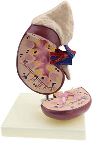 Rene Anatomisches Modell – menschliches Nierenmuster – abnehmbare menschliche Organe – Medizinisches Modell für Studienanzeige, Laborbedarf von MOLVUS