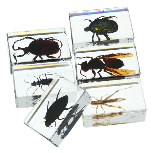 MOTHNUR 6 Stück Teiliges Insektenpräparat aus Transparentem Resin Langlebige Insekten Sammlung für und Unterricht Detailgetreue und Wanzen als Dekoration und Briefbeschwerer MOTHNUR 6 Stück Teiliges Insektenpräparat aus Transparentem Resin Langlebige Insekten Sammlung für und Unterricht Detailgetreue und Wanzen als Dekoration und Briefbeschwerer von MOTHNUR