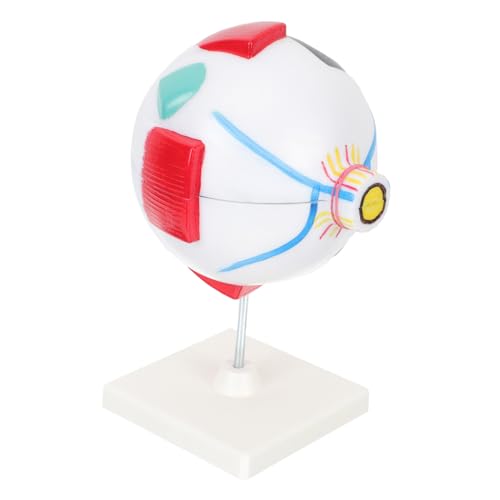 MOTHNUR Anatomisches Augenanatomie Modell Vergrößertes Augenmodell aus PVC Abnehmbar Medizinisches Lehrmodell für Schule und Medizinische Ausbildung von MOTHNUR