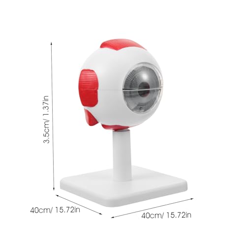 MOTHNUR Anatomisches Augenmodell Vergrößert Realistische Augapfel Darstellung für Medizinische Lehre Studium und Praxis Detailliertes Modell für Augenanatomie und von MOTHNUR