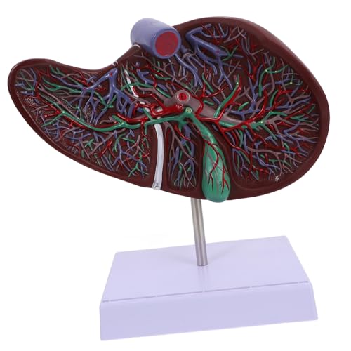 MOTHNUR Anatomisches Lebermodell aus Kunststoff mit Basis Lebensnahes Medizinisches Lehrmodell für Schul Medizinstudium Detaillierte Menschliche Leber Gallenblasenanzeige MOTHNUR Anatomisches Lebermodell aus Kunststoff mit Basis Lebensnahes Medizinisches Lehrmodell für Schul Medizinstudium Detaillierte Menschliche Leber Gallenblasenanzeige von MOTHNUR