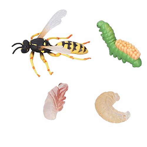 MRSTORY Wespe Bienenwachstumszyklusmodell Simulation Lebensechter Bildungsinsekten Tierfiguren für Heimdekor Plastikspielzeug von MRSTORY