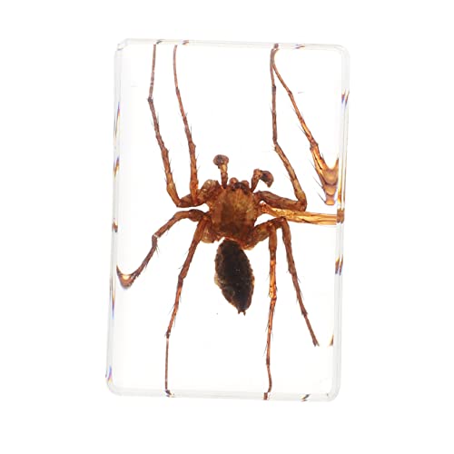 MUCKLILY 1 PC Totes Exemplar Konservierte Spielzeugkäfer Gefälschte Spinne Dekoration Bildungsdisplay Spielzeugspinnenproben Halloween Vogelspinne Bernsteinharz von MUCKLILY