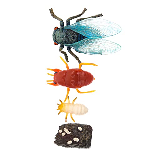 MUCKLILY 1 Satz Cicada Lebenszyklus Modell Lehrspielzeug für Realistische Simulation Naturerfahrung für Schulprojekte und Geburtstagsgeschenke MUCKLILY 1 Satz Cicada Lebenszyklus Modell Lehrspielzeug für Realistische Simulation Naturerfahrung für Schulprojekte und Geburtstagsgeschenke von MUCKLILY