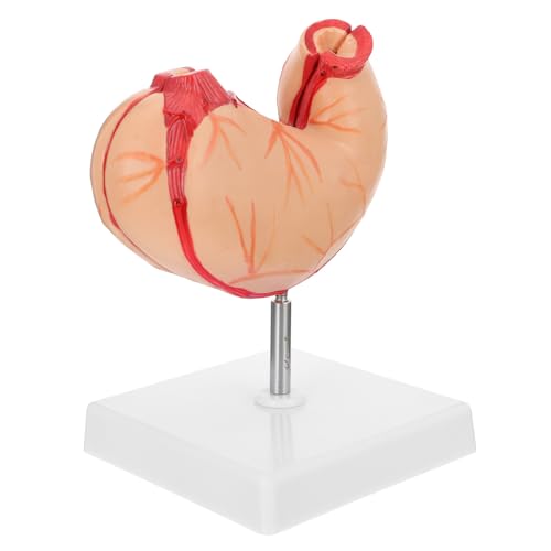 MUCKLILY 1 Stück Anatomisches Modell des Schulmagens Magenmodell Magen Lehrmodell Anatomiemodell biologisches anatomisches Modell des Magens Magen anatomisches modell Lehrhilfe Plastik von MUCKLILY