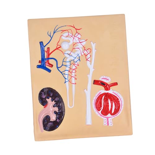 MUCKLILY 1 Stück Anatomisches Nephron-Modell Korpuskelanatomiemodell Nierenmodell lehrreich Bildungsmodell Biologie-Unterrichtsstütze -Verbundwerkstoffe MUCKLILY 1 Stück Anatomisches Nephron-Modell Korpuskelanatomiemodell Nierenmodell lehrreich Bildungsmodell Biologie-Unterrichtsstütze -Verbundwerkstoffe von MUCKLILY