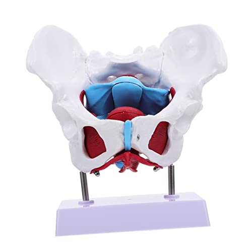 MUCKLILY 1 Stück Becken-Uterus-Modell weibliches beckenmodell -Training Geburtsmodell Frauenbeckenmodell für Hüfte Beckenmodell zum Lernen Modell der Beckenbodenmuskulatur PVC MUCKLILY 1 Stück Becken-Uterus-Modell weibliches beckenmodell -Training Geburtsmodell Frauenbeckenmodell für Hüfte Beckenmodell zum Lernen Modell der Beckenbodenmuskulatur PVC von MUCKLILY