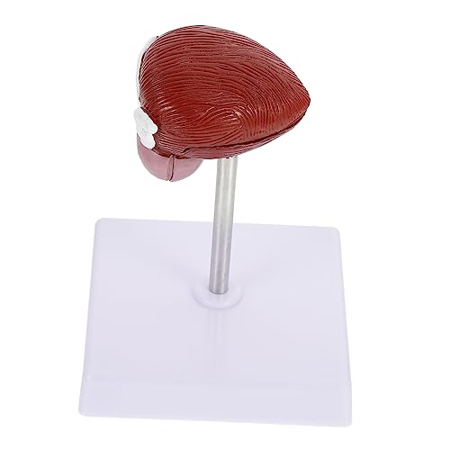 MUCKLILY 1 Stück Blasenanatomiemodell Menschliches Körpermodell Harnblasenmodell Figur Lebensechtes Blasenanatomiemodell Kinderposter Skelette Lehrmittel Kleines Lungenmodell von MUCKLILY