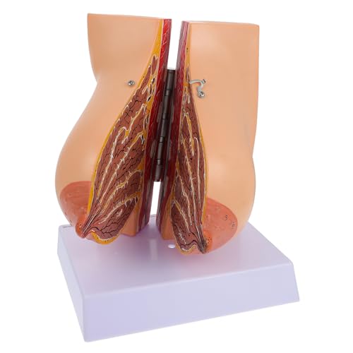 MUCKLILY 1 Stück Brustmodell Brustform Simulation menschliches Organ Weiblich groß Anatomiemodell des menschlichen Körpers Laktationsmodell Stillmodell PVC von MUCKLILY