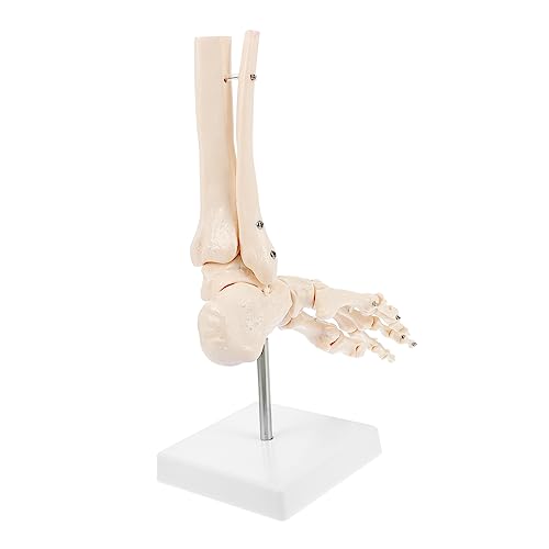 MUCKLILY 1 Stück Fußbeinmodell anatomisch menschliches Skelettmodell Anatomiemodell Fußknochenmodell Menschliches Fußgelenkmodell Sprunggelenkmodell aus Kunststoff PVC MUCKLILY 1 Stück Fußbeinmodell anatomisch menschliches Skelettmodell Anatomiemodell Fußknochenmodell Menschliches Fußgelenkmodell Sprunggelenkmodell aus Kunststoff PVC von MUCKLILY