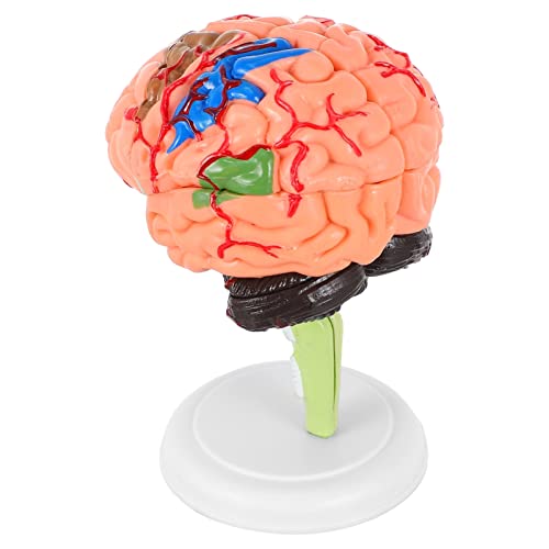 MUCKLILY 1 Stück Gehirnmodell Anatomiemodell Modell des menschlichen Gehirns Anatomie des menschlichen Körpers anatomisches Modell menschliches Gehirn Modell Anatomie PVC von MUCKLILY