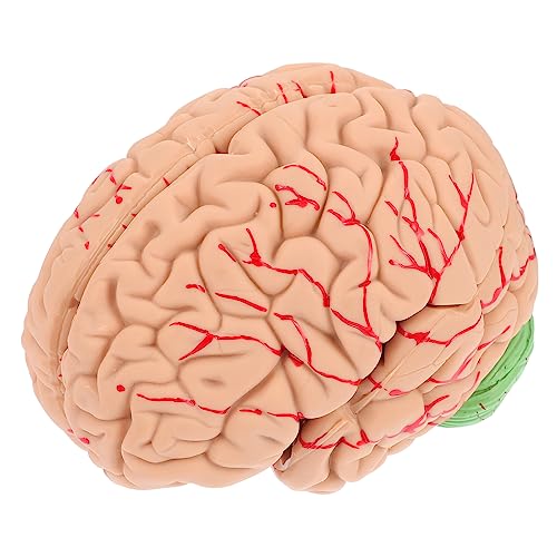 MUCKLILY 1 Stück Gehirnmodell Anatomisch Lebensechtes Modell Der Gehirnanatomie Anatomiemodell Wissenschaftliches Menschliches Gehirn Modell Des Menschlichen Gehirns Pvc MUCKLILY 1 Stück Gehirnmodell Anatomisch Lebensechtes Modell Der Gehirnanatomie Anatomiemodell Wissenschaftliches Menschliches Gehirn Modell Des Menschlichen Gehirns Pvc von MUCKLILY