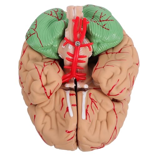 MUCKLILY 1 Stück Gehirnmodell menschliche Anatomie für anatomisches Modell Mann-Gehirn-Modell PVC Rosa MUCKLILY 1 Stück Gehirnmodell menschliche Anatomie für anatomisches Modell Mann-Gehirn-Modell PVC Rosa von MUCKLILY