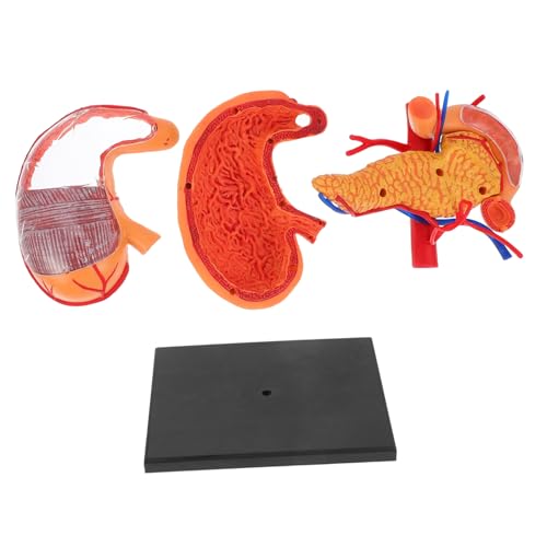 MUCKLILY 1 Stück Magen -anatomie -modell Modell Der Bauchanatomie Medizinisches Anatomisches Modell Anatomische Modelle Medizinische Modelle Anatomiemodell Plastik MUCKLILY 1 Stück Magen -anatomie -modell Modell Der Bauchanatomie Medizinisches Anatomisches Modell Anatomische Modelle Medizinische Modelle Anatomiemodell Plastik von MUCKLILY