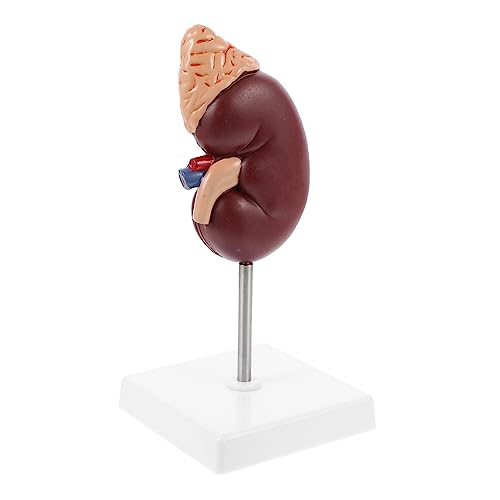 MUCKLILY 1 Stück Nebennieren-modell Menschliche Anatomie Bildungsmodell Modell Der Niere Modell Der Anatomischen Organe Biologie Demonstrationsmodell Nierenmodell Plastik MUCKLILY 1 Stück Nebennieren-modell Menschliche Anatomie Bildungsmodell Modell Der Niere Modell Der Anatomischen Organe Biologie Demonstrationsmodell Nierenmodell Plastik von MUCKLILY