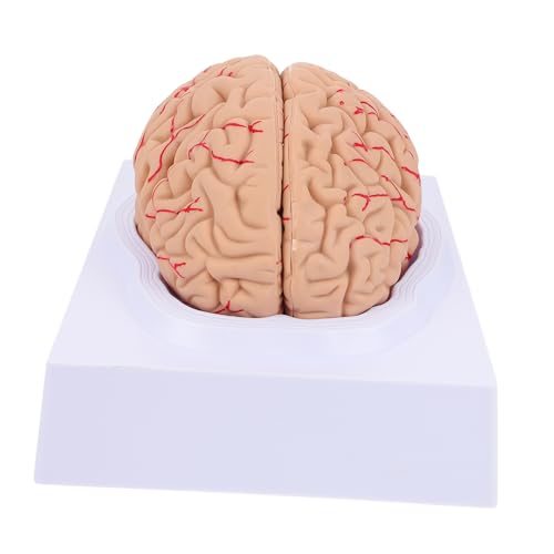 MUCKLILY 1 Stück Neuronales Lehrmodell brain model Gehirnmodell Medizinisches Lehrmodell Schädelmodell Anatomiemodell anatomisches Modell Mann Blutgefäßmodell PVC von MUCKLILY