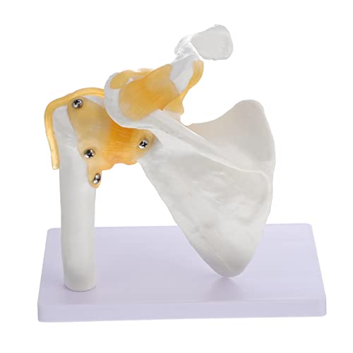 MUCKLILY 1 Stück Schultermodell menschliches Skelettmodell gemeinsames Modell Anatomiemodell anatomisch Skelettunterrichtsmodell Knochenmodell Schultergelenkmodell PVC MUCKLILY 1 Stück Schultermodell menschliches Skelettmodell gemeinsames Modell Anatomiemodell anatomisch Skelettunterrichtsmodell Knochenmodell Schultergelenkmodell PVC von MUCKLILY