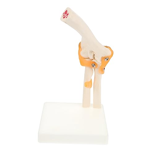 MUCKLILY 1 Stück Skelettmodell Anatomiemodell des menschlichen Körpers gemeinsames Modell Anatomie modelliert den menschlichen Körper anatomisches Modell PVC MUCKLILY 1 Stück Skelettmodell Anatomiemodell des menschlichen Körpers gemeinsames Modell Anatomie modelliert den menschlichen Körper anatomisches Modell PVC von MUCKLILY