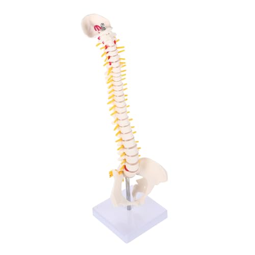 MUCKLILY 1 Stück Wirbelsäulenmodell Rückgrat Steißbein-Modell Lendenwirbelsäule Becken- Knochen Steißbein für jede Anatomie menschliches Skelettmodell Beckenmodell PVC Weiß MUCKLILY 1 Stück Wirbelsäulenmodell Rückgrat Steißbein-Modell Lendenwirbelsäule Becken- Knochen Steißbein für jede Anatomie menschliches Skelettmodell Beckenmodell PVC Weiß von MUCKLILY