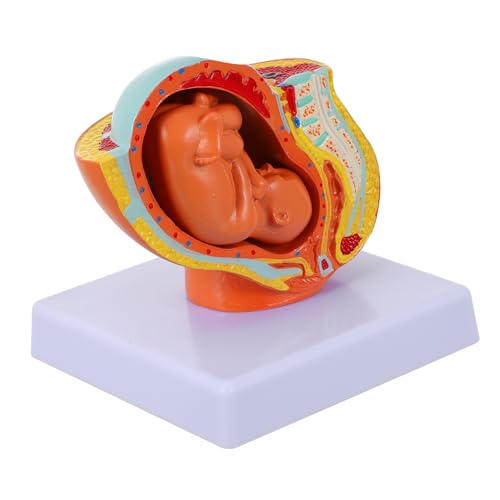 MUCKLILY 1 Stück fetales Modell Organe weibliches Uterus-Embryo-Modell Gebärmutter- Hilfsmittel zur Geburtserziehung Uterusembryomodell zum Lernen Uterus-Fötus-Modell PVC MUCKLILY 1 Stück fetales Modell Organe weibliches Uterus-Embryo-Modell Gebärmutter- Hilfsmittel zur Geburtserziehung Uterusembryomodell zum Lernen Uterus-Fötus-Modell PVC von MUCKLILY