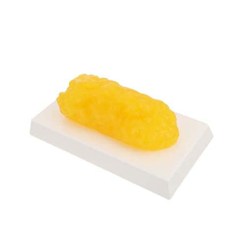 MUCKLILY 1 fettes modell fit anatomisches Fettmodell halten Anatomiemodell des menschlichen Körpers Demonstrationsmodell für menschliches Fett Plastik Yellow MUCKLILY 1 fettes modell fit anatomisches Fettmodell halten Anatomiemodell des menschlichen Körpers Demonstrationsmodell für menschliches Fett Plastik Yellow von MUCKLILY