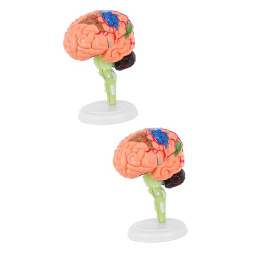 MUCKLILY 2 Stck. Gehirnmodell Modell des menschlichen Gehirns Anatomiemodell anatomisches Modell realistisches menschliches Gehirn Anatomie des menschlichen Körpers PVC MUCKLILY 2 Stck. Gehirnmodell Modell des menschlichen Gehirns Anatomiemodell anatomisches Modell realistisches menschliches Gehirn Anatomie des menschlichen Körpers PVC von MUCKLILY