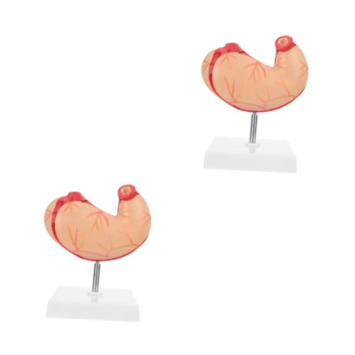 MUCKLILY 2 Stck. Lebensechtes Anatomisches Modell Des Magens Realistisch Anatomiemodell Wirbelsäule Anatomisches Modell Des Schulmagens Skelett Magenmodell Organ Lehrmittel Plastik von MUCKLILY
