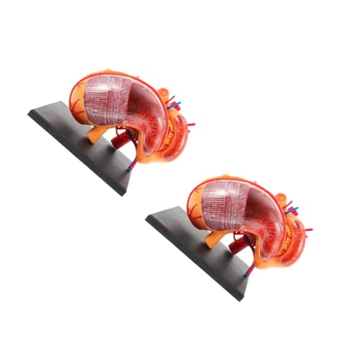 MUCKLILY 2 Stck. Magen -Anatomie -Modell Modell der Bauchanatomie Anatomisches Modell des menschlichen Magens Anatomiemodell medizinisches anatomisches Modell Plastik von MUCKLILY
