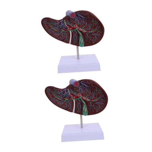 MUCKLILY 2 Stück Anatomisches Modell der Leber Lebermodell Gallenblasenmodell Gallenmodell menschliche Anatomie Schulanzeige menschliche Leber Lehre Modell der menschlichen Leber Plastik von MUCKLILY