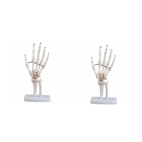 MUCKLILY 2 Stück Handgelenkmodell Übung Kleine Abdeckungen Skelett Hand Haarnadel Für Handskelett Anatomisches Modell Arztpraxis Pädagogisches Modell Wissenschaftliches Skelett von MUCKLILY