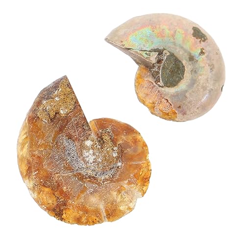 MUCKLILY 2Stücke Ammoniten Fossilien Dekoration Paläontologische Tischschmuck Modelle Ca Opp Verpackung Echte Fossilien Für Sammlung von MUCKLILY