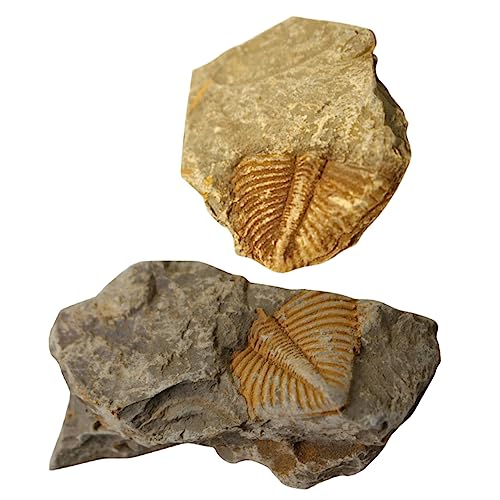 MUCKLILY 3 Sätze Fossiles Exemplar Archäologie-kits Für Kindertierspielzeug Trilobit- Tierdekoration Felsentier Paläontologie 2 Stücke * 3 MUCKLILY 3 Sätze Fossiles Exemplar Archäologie-kits Für Kindertierspielzeug Trilobit- Tierdekoration Felsentier Paläontologie 2 Stücke * 3 von MUCKLILY