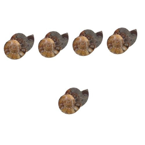 MUCKLILY 5 Sätze Ammoniten Exemplar Ammoniten Modelle Natürliche Seltene Ammoniten Muschel Wissenschaftliches Exemplar Ammoniten Skulpturmodelle Ornamentmodelle Zum Spaß 2 Stück * 5 von MUCKLILY