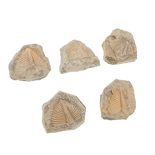MUCKLILY 5 Stück Trilobit fossiler Exemplar Trilobiten-Modell Trilobit Ornament Trilobiten-Sammlung Trilobiten-Schwanzfelsen modell Trilobiten-Schmuck Lehrmittel MUCKLILY 5 Stück Trilobit fossiler Exemplar Trilobiten-Modell Trilobit Ornament Trilobiten-Sammlung Trilobiten-Schwanzfelsen modell Trilobiten-Schmuck Lehrmittel von MUCKLILY