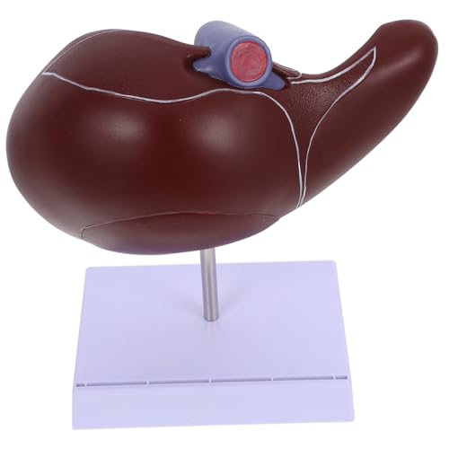 MUCKLILY Anatomisches Modell der Leber menschlich -Lebermodell 3D-Lebermodell Anatomisches Lebermodell Gallenblasenmodell Leber Lehrmodell Leber medizinisches Modell Plastik von MUCKLILY